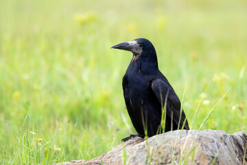 Crow. Rook. (Corvus frugilegus). Green nature background.