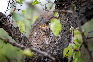 Cute little owl. Green nature background.  Owl.; Eurasian Scops Owl. (Otus scops). 