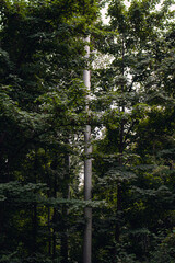 Fototapeta premium Tall trees in the botanical garden.