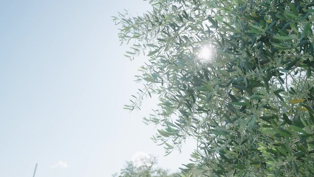 230523_shodoshima_0003