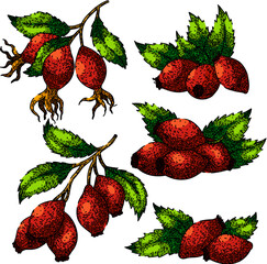 rosehip plant leaf set hand drawn. rose hip, fruit berry, red fresh, briar tea, brier healthy rosehip plant leaf vector sketch. isolated color illustration