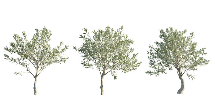 isolated cutout olive tree in 3 different variation, best use for landscape design, best use for post production render