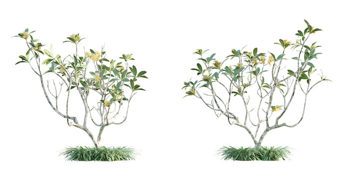 isolated cutout plumeria, frangipani, yellow flower, tropical plant, in 2 different variation, best use for landscape design, best use for post production render.