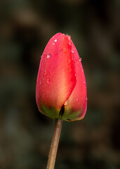 Red tulip with rain drops on dark background