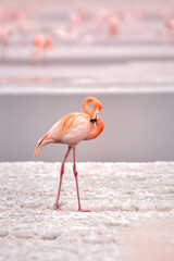  The American flamingo (Phoenicopterus ruber) is a large species of flamingo also known as the Caribbean flamingo © © Raymond Orton