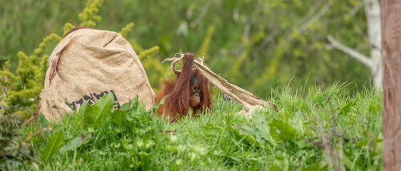 Close up view of a baby orangutan