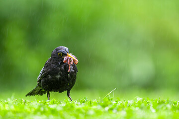 Bird collecting food for chicks in a meadow in the rain. Blackbird, Turdus merula.