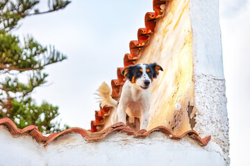 Dog barking on the roof . Domestic dog standing on the rooftop 