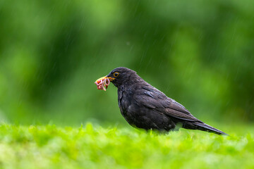Bird collecting food for chicks in a meadow in the rain. Blackbird, Turdus merula.