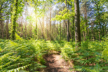 Sunny forest landscape with path and green bracken fern Pteridium aquilinum in the sun