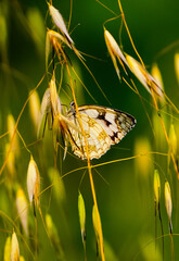 Papillon 
