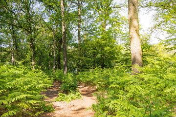 Sunny forest landscape with path and green bracken fern Pteridium aquilinum in the sun