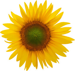 Sunflower cutout