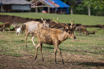 deer with antlers on a farm