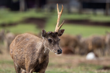 single horn deer in a farm