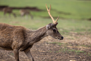 Naklejka na ściany i meble single horn deer in a farm