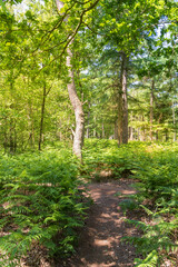 Sunny forest landscape with path and green bracken fern Pteridium aquilinum in the sun