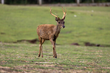 deer with huge antlers on a farm