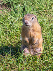 Naklejka na ściany i meble A prairie dog is standing on its hind legs on a grassy lawn and carefully looking around.