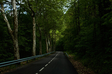 driving through the forest of Les Guilleries in Girona. Catalonia. Spain