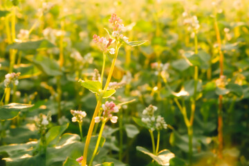 Blurred background with flowering buckwheat with white flowers in sunset light. Agricultural plants cultivation. Farming concept. Organic eco friendly food growing. Harvest landscape. Agro business