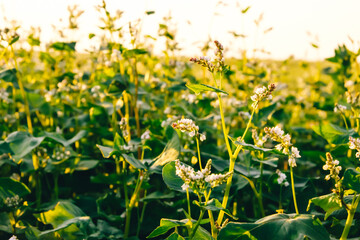 Farm field of flowering buckwheat with white flowers in sunset light. Sun flare. Agricultural plants cultivation. Farming concept. Organic eco friendly food growing. Harvest landscape. Agro business