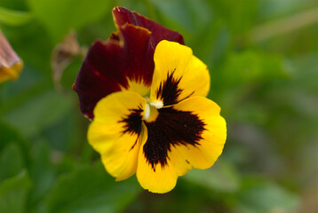 Colorful Orchid flower in bloom, India.