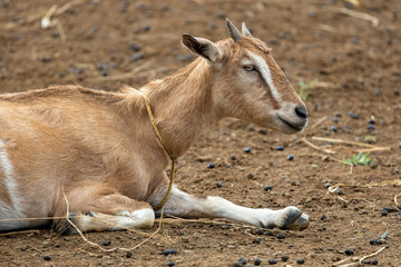 goat on the floor in a farm