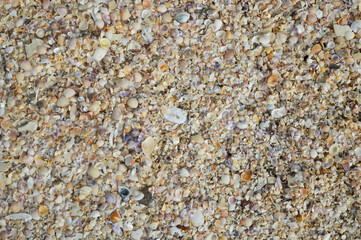Top view of seashell texture background. Seashell background texture close up