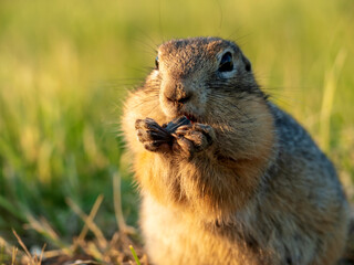 A prairie dog is eating sunflower seeds with front paws on a grassy lawn.