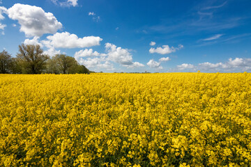 Rapsfeld an der Ostsee.