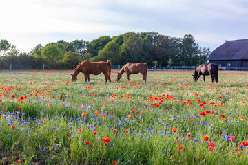 Pferde im Blumenfeld, Kornblumen, Klatschmohn an der Ostsee.