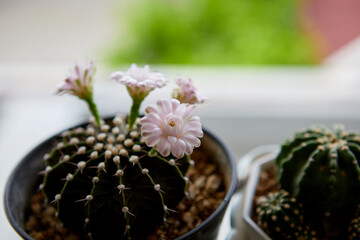 Fototapeta na wymiar Close-up view of pink cactus flower in bloom