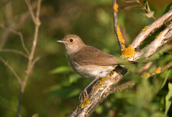 An adult Oriental Nightingale (Luscinia luscinia) photographed in close-up on various branches of a dense bush. Detailed plumage photos and identifying features are clearly visible