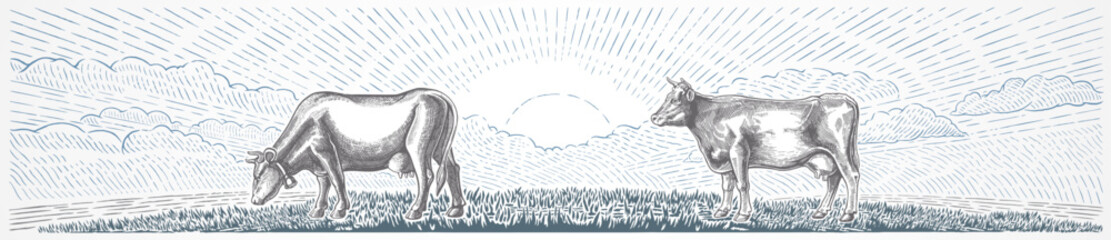 LandscapTwo cows, against the background of a rural landscape with a sunrise, illustration in a the engraving style.e_rural_and_cow
