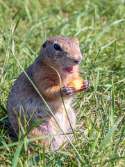 Naklejka na ściany i meble A prairie dog is eating slice of carrot with front paws on a grassy lawn.