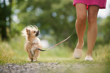 Woman on walk with dog. Selective focus on happy chihuahua on leash while looking up to pet owner. . - Powered by Adobe