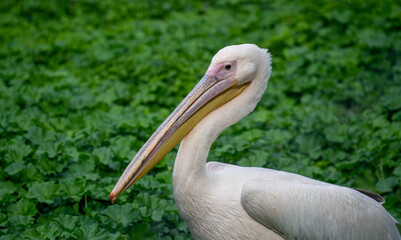 Pelican