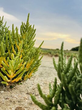 cactus in the desert in puttalam sri lanka. lagoon plant