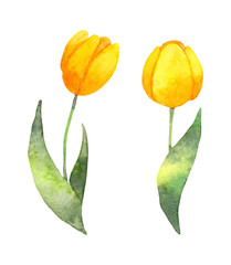 Yellow tulip flowers.Watercolor botanical illustration in a simple style.Flower for creating cards, invitations, Valentine's Day, weddings, sales and other events. Hand drawn illustration.