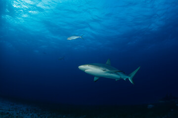Obraz na płótnie Canvas Caribbean Reef Shark (Carcharhinus perezi). Tiger Beach, Bahamas