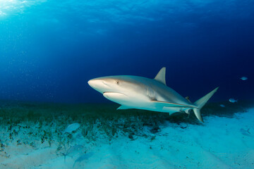 Fototapeta premium Caribbean Reef Shark (Carcharhinus perezi) over Sandy Sea Grass Bottom. Tiger Beach, Bahamas