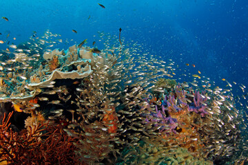 Naklejka na ściany i meble Colorful Coral Reef Teeming with Life. Gam, Raja Ampat, Indonesia