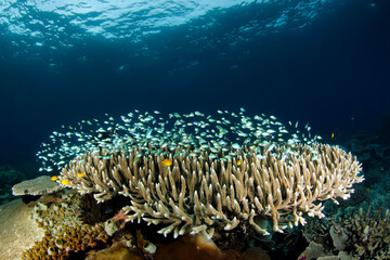 Fototapeta na wymiar School of Small Fish over a Hard Coral. Raja Ampat North, Indonesia