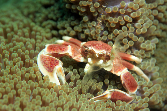 Spotted Porcelain Crab (Neopetrolisthes Maculatus) in an Anemone, Filtering the Water for Food. Puri Jati, Bali, Indonesia