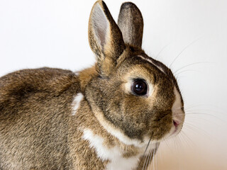 Rabbit Bunny
