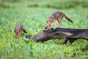 Pair of black-backed jackals looking for food in a log lying in a green field, Kruger National Park, South Africa
