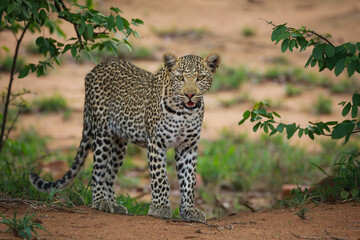 Fototapeta na wymiar Young leopard standing on a riverbank, Kruger National Park