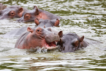 Hippo playing with open mouth in river water 