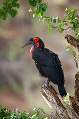 Southern ground hornbill perched in a tree